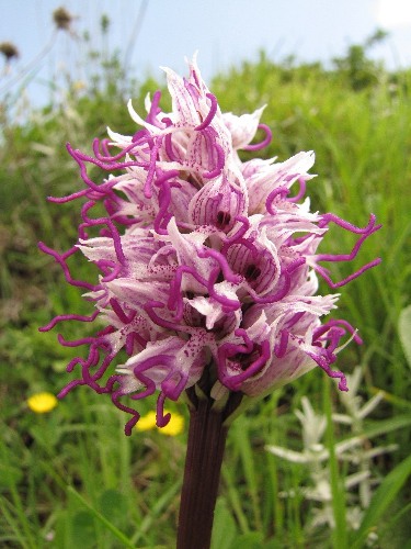 Orchis simia.jpg