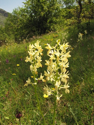 Orchis provincialis.jpg