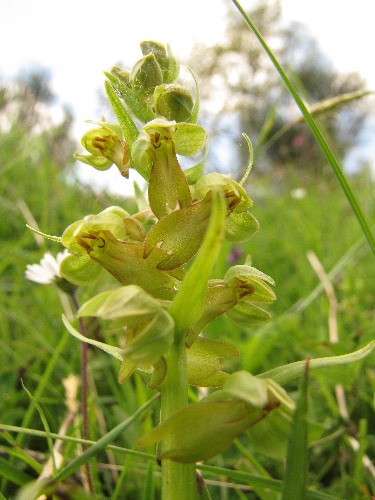 Coeloglossum viride.jpg