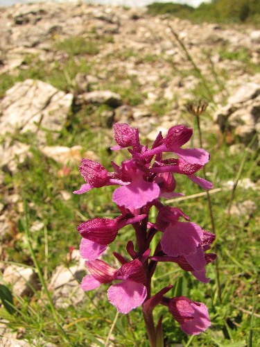 Anacamptis × gennarii.jpg