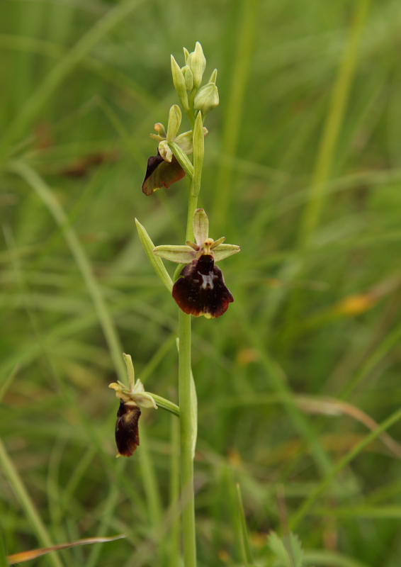 Ophrys holoserica x Ophrys insectifera? Ex. A