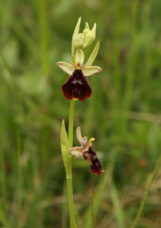 Ophrys holoserica x Ophrys insectifera? Ex. B
