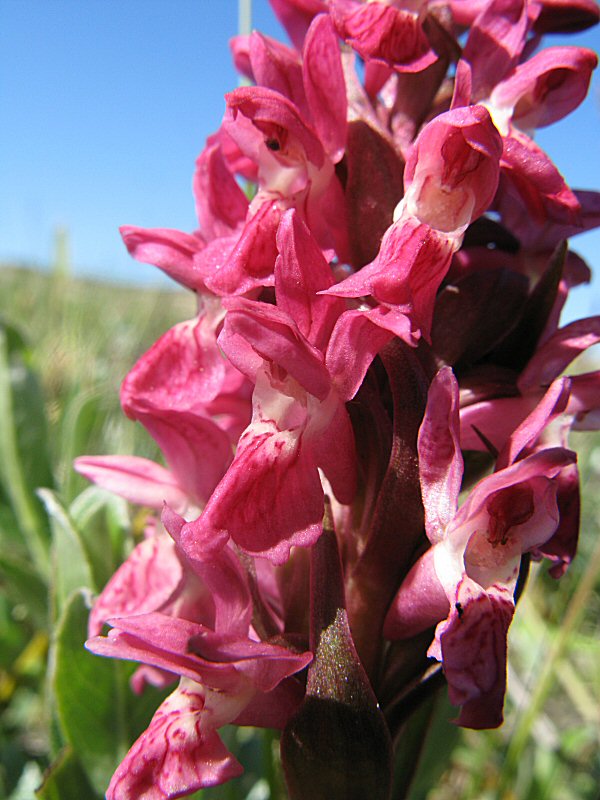 Dact praetermissa bloem IMG_8410.jpg
