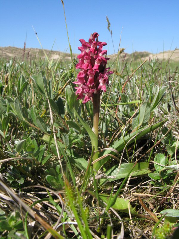 Dact praetermissa plant IMG_8407.jpg