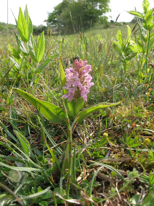 Dact Incarnata lobelii plant IMG_8388.jpg