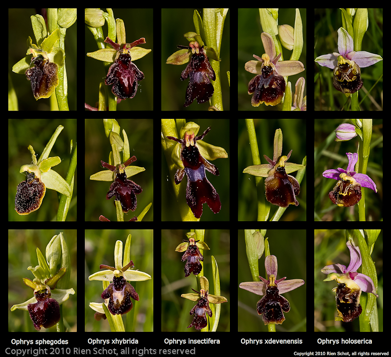 Ophrys hybriden.jpg