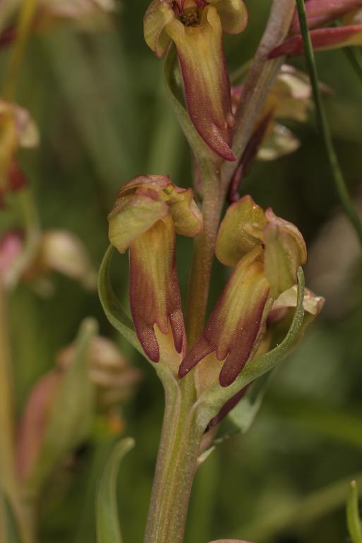 C. viride.JPG