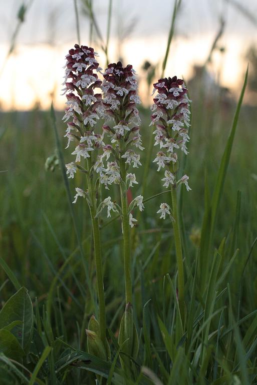 N. ustulata.JPG