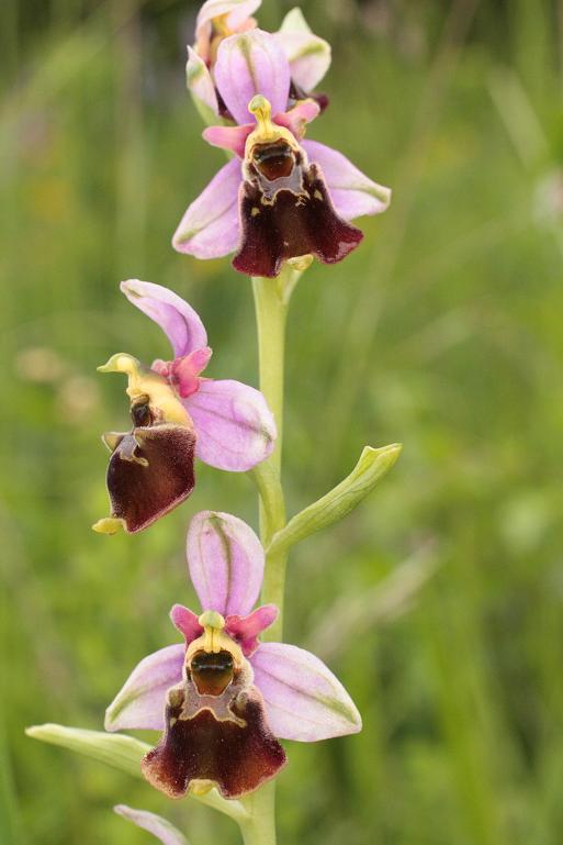 O. holoserica.JPG