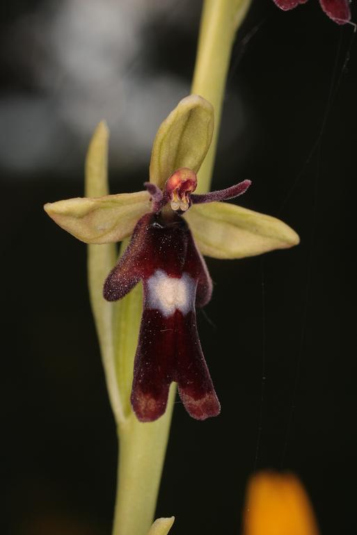 O. insectifera.JPG