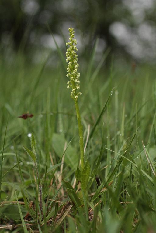 P. albida.JPG