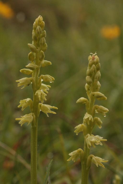 H. monorchis.JPG