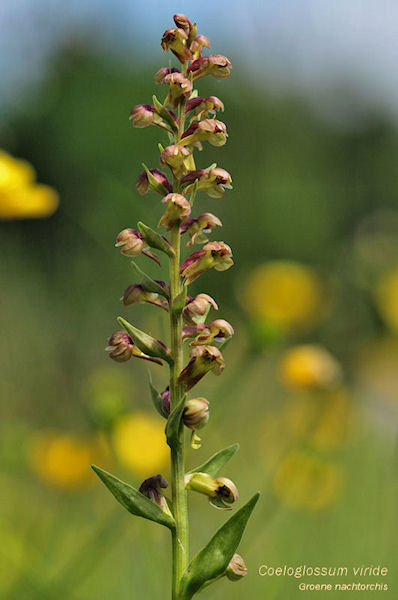 Coeloglossum viride - Groene nachtorchis.jpg
