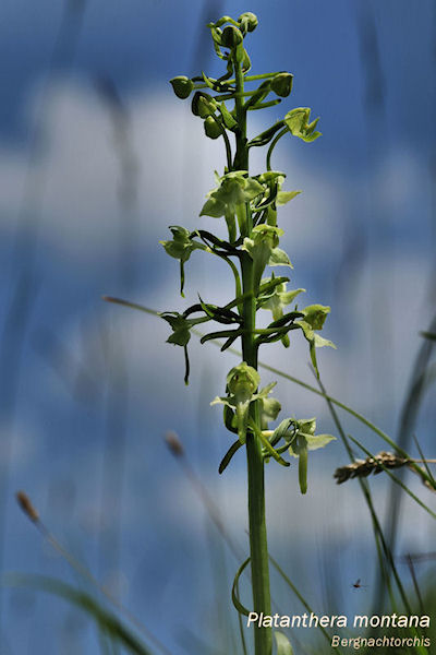 Platanthera montana - Bergnachtorchis.jpg