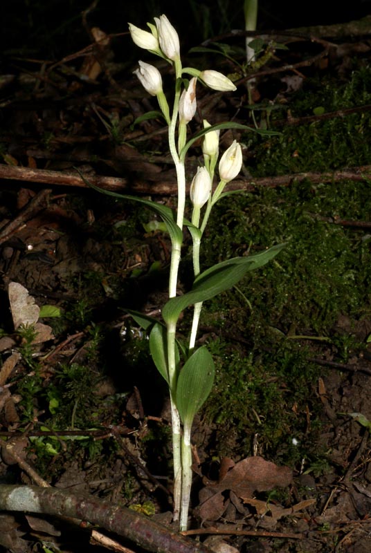 DSC05499-kl.jpg