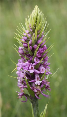 gymnadenia.JPG