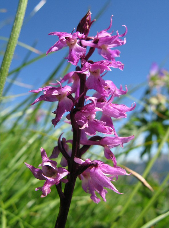 Dactylorhiza bloementros.jpg