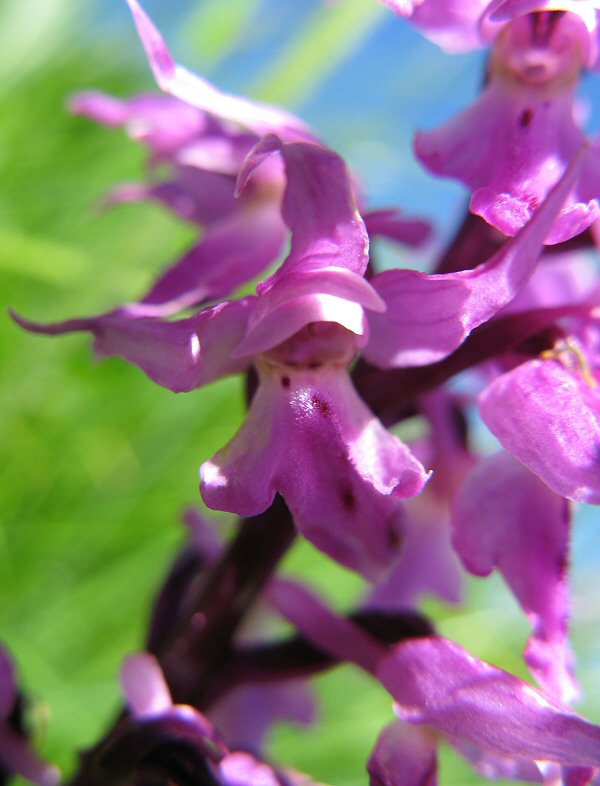 Dactylorhiza bloem.jpg