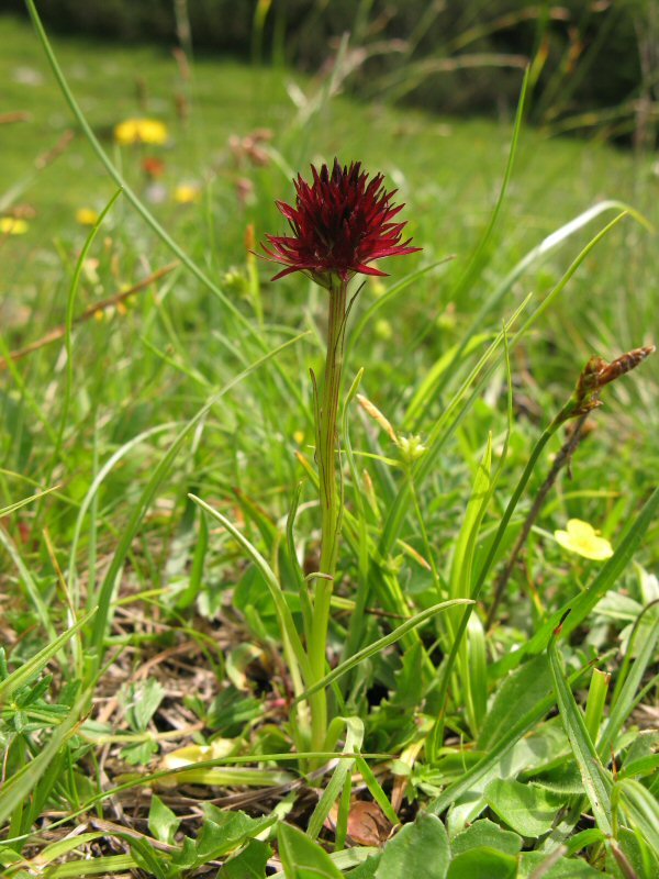 Sprietige plant