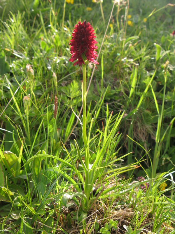 Grote bloemetros plant