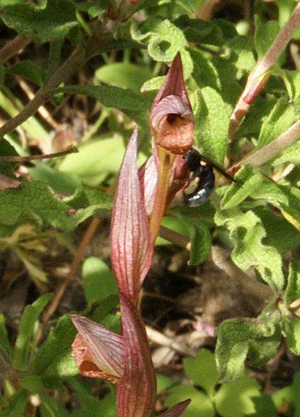 S.berg-insect_5-5-07_nw.jpg
