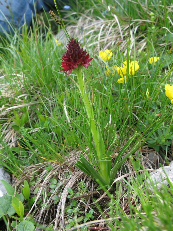Rhellicani plant