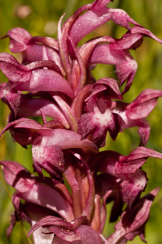 Orchis coriophora subsp. carpetana (C09_3041).jpg