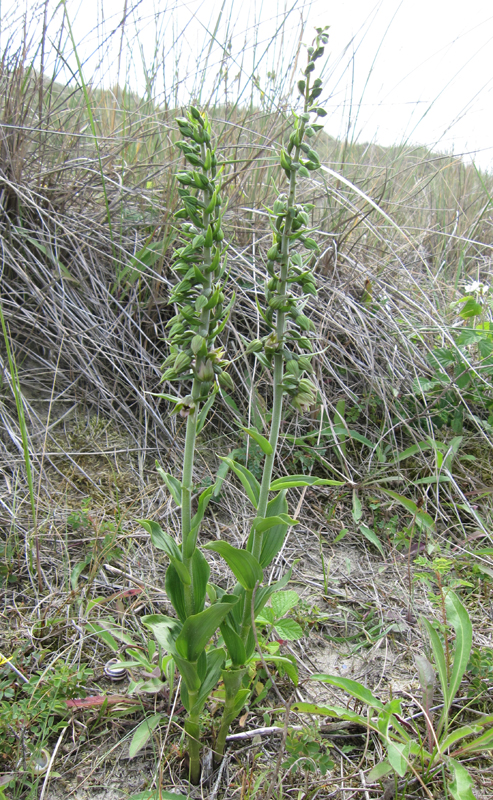 100802 Brede Wespenorchis Bleekersvallei klein1.jpg