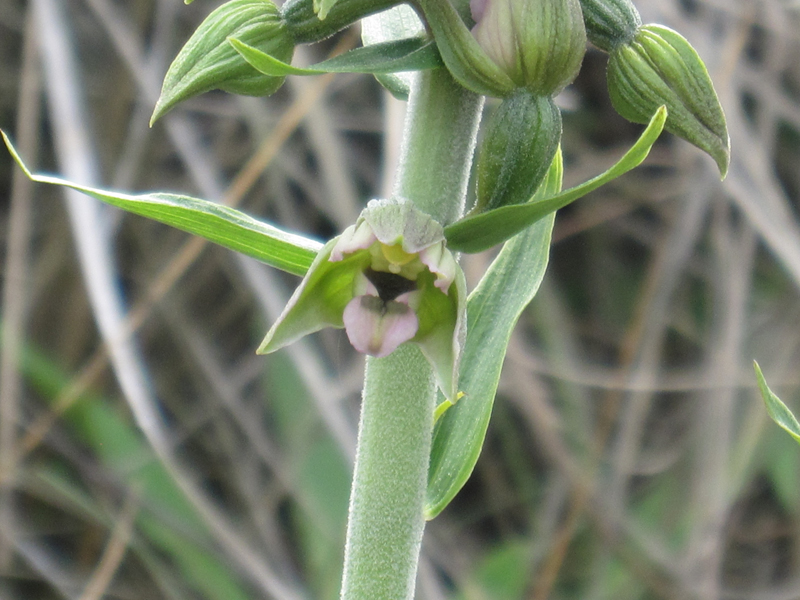 100802 Brede Wespenorchis Bleekersvallei klein3.jpg