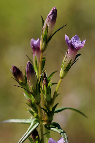 Gentianella amarella - Slanke gentiaan klein.jpg