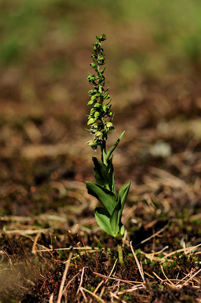 Epipactis helleborine subsp. neerlandica 1 klein.jpg