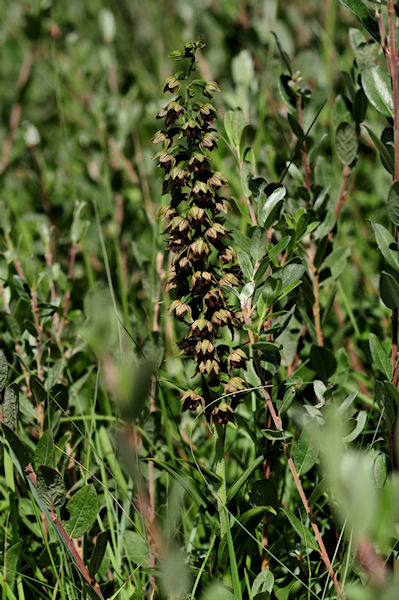 Epipactis helleborine subsp. neerlandica 2 klein.jpg