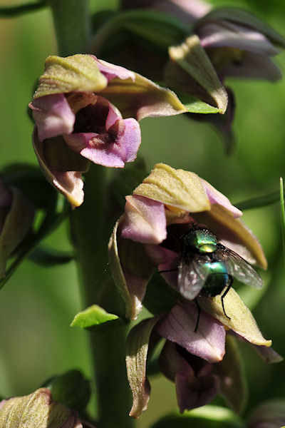 Epipactis helleborine subsp. neerlandica 3 klein.jpg