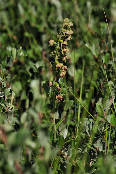 Epipactis helleborine subsp. neerlandica 4 klein.jpg