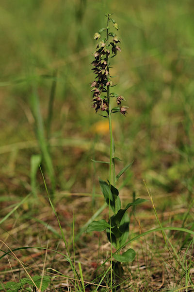 Epipactis helleborine subsp. neerlandica 5 klein.jpg