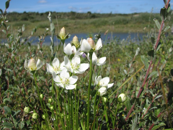 Duinvallei met parnassia