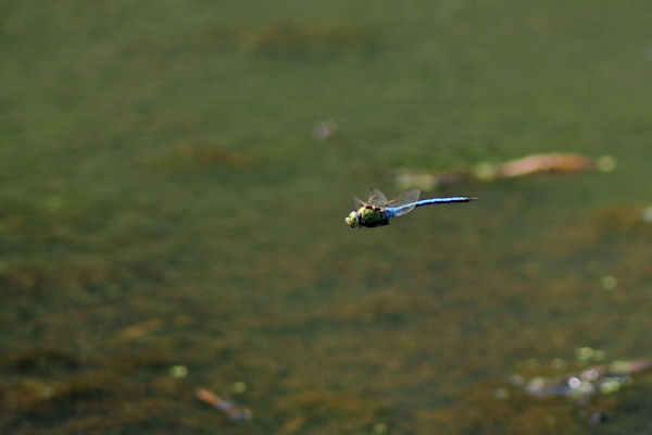 Anax imperator - Grote keizerlibel klein.jpg