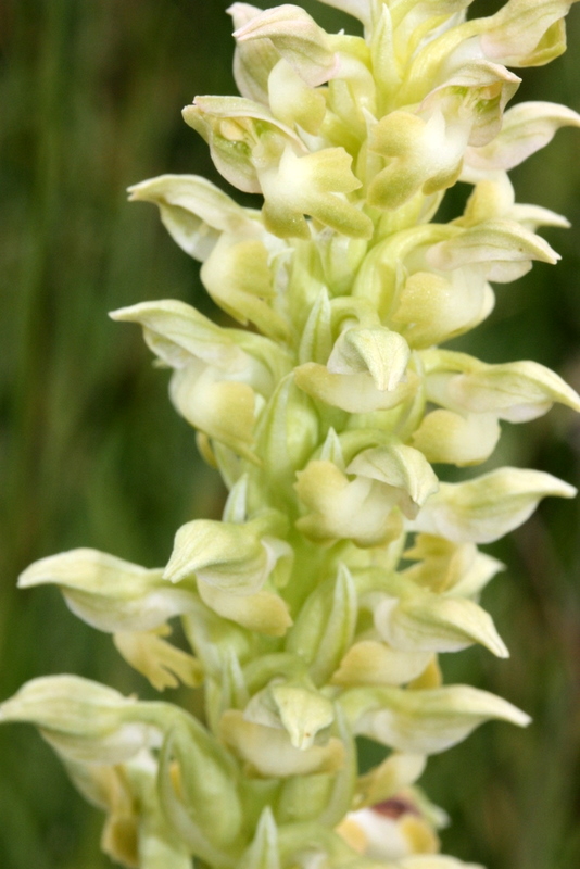 A. coriophora f. chlorantha Eflani-Karabuk TU-201 070610 (4).JPG