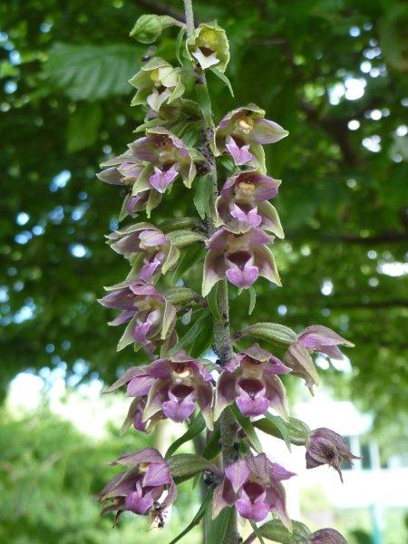 orchidee 009.jpg