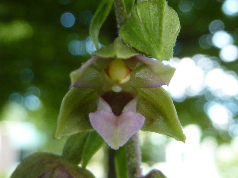 orchidee 013.jpg