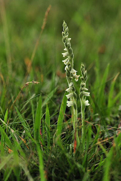 Spiranthes spiralis - Herfstschroeforchis klein.jpg