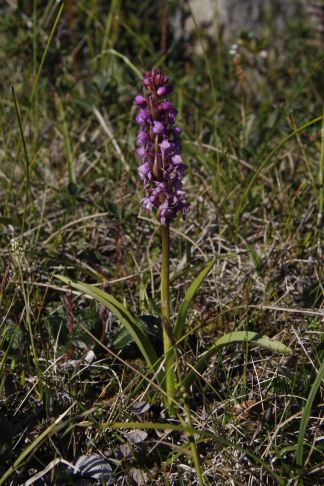 G. conopsea.jpg
