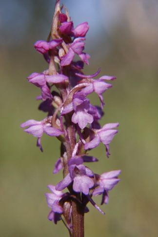 G. conopsea bl.jpg