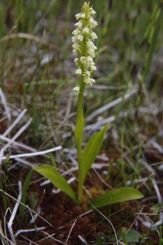 Pseudorchis (albida ssp.) straminea.jpg