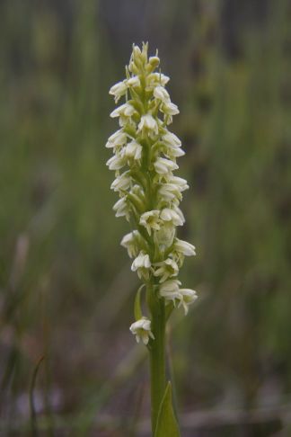 Pseudorchis (albida ssp.) straminea bl.jpg