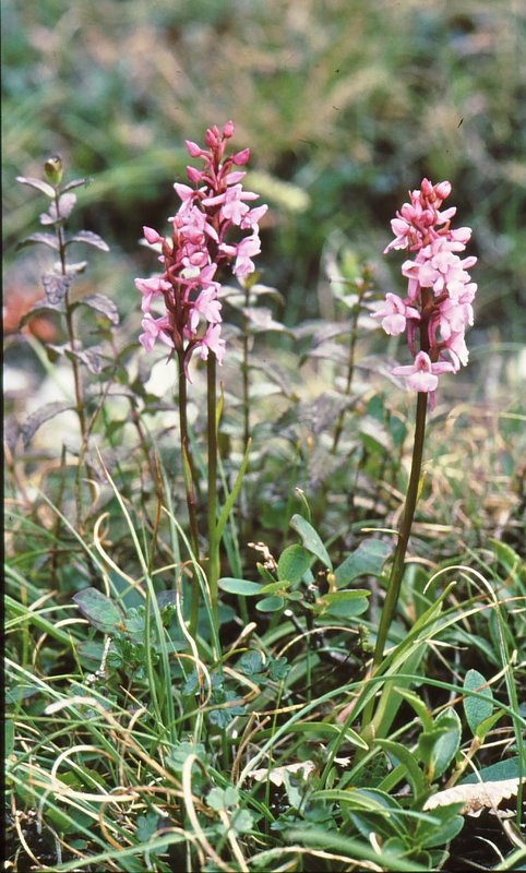 G. conopsea ssp. borealis Borselv NO2 040706-1.jpg