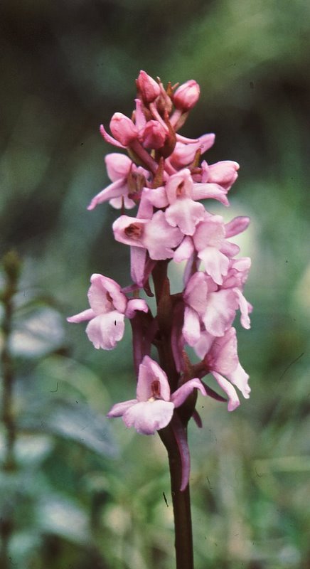 G. conopsea ssp. borealis Borselv NO2 040706.jpg
