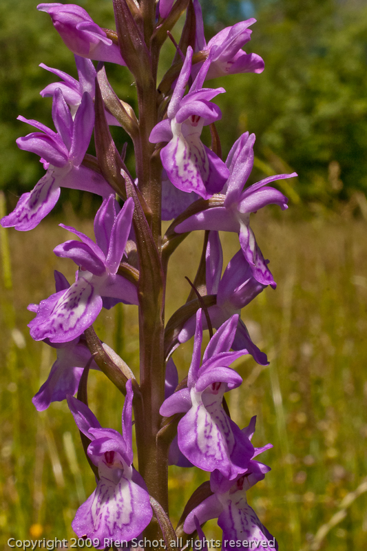 001 - Dactylorhiza elata subsp. sesquipedalis - C09_3011.jpg