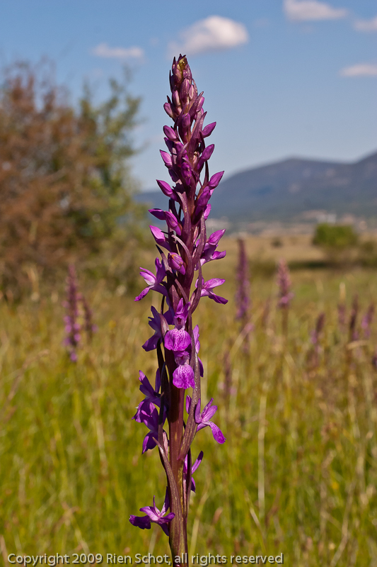 002 - Dactylorhiza elata subsp. sesquipedalis - C09_3075.jpg