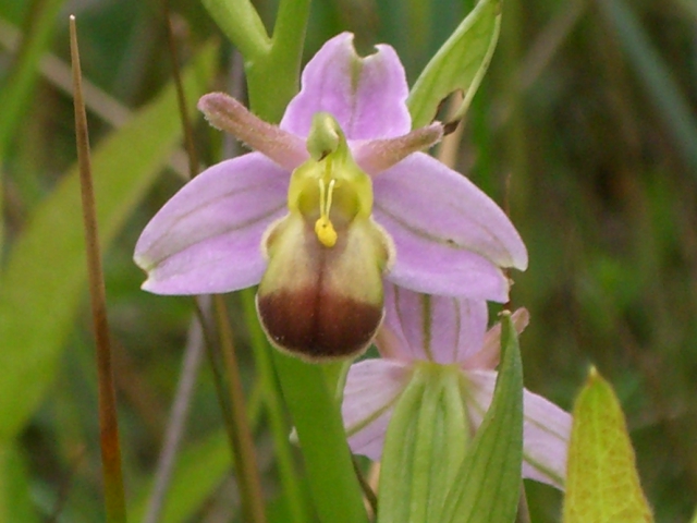 CIMG1066.-api_bicolor.JPG